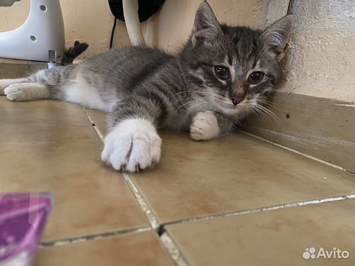 Котенок