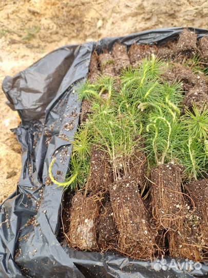 Саженцы сосны зкс от производителя