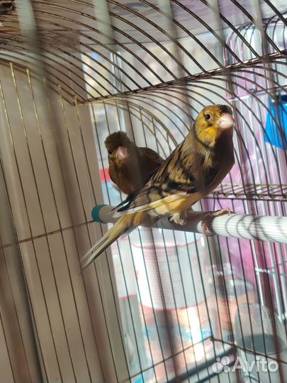 Кенара и канарейки