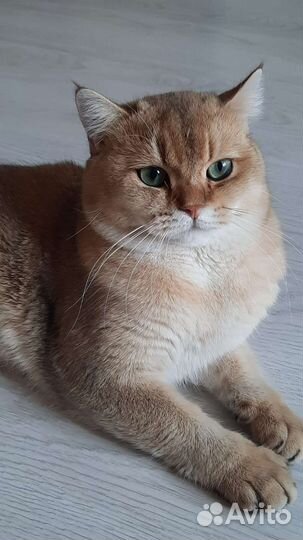 Британская золотая шиншилла вязка