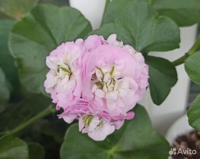 Продам цветы комнатные