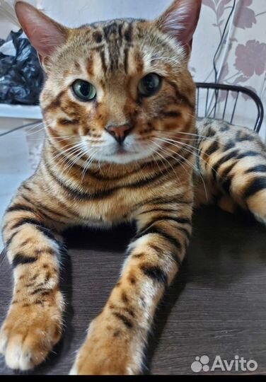 Бенгальсие котята