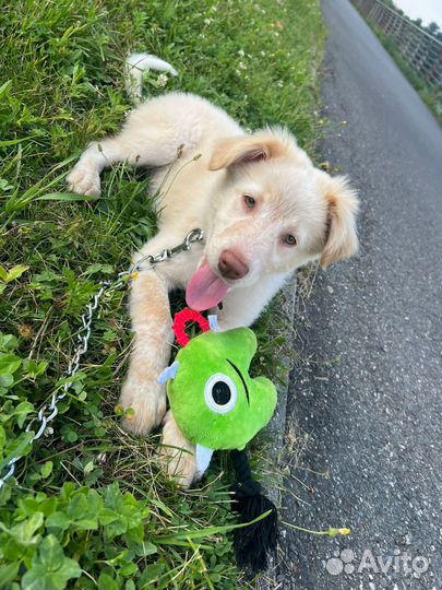 Невероятный щенок в добрые руки