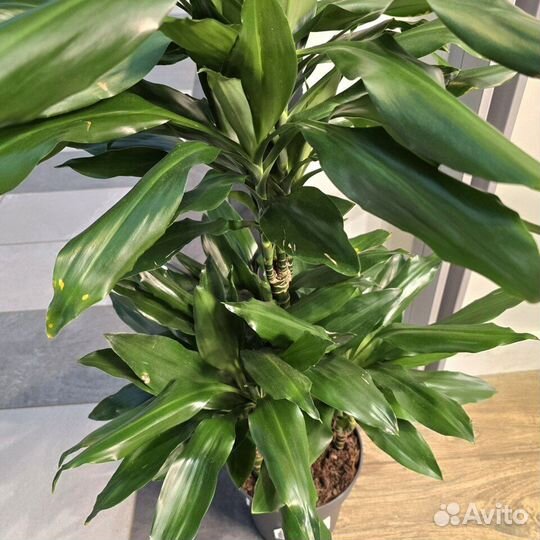 Драцена Джанет Линд карусель