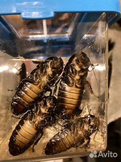 Аренда мадагаскарских тараканов