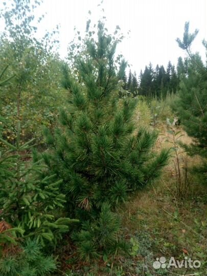 Саженцы Кедра Сибирского(сосны кедровой) 1.5-2.0м