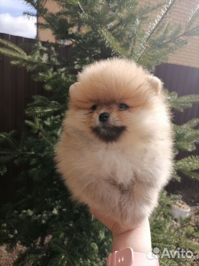 Померанский шпиц