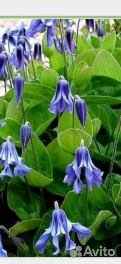 Клематис цельнолистный