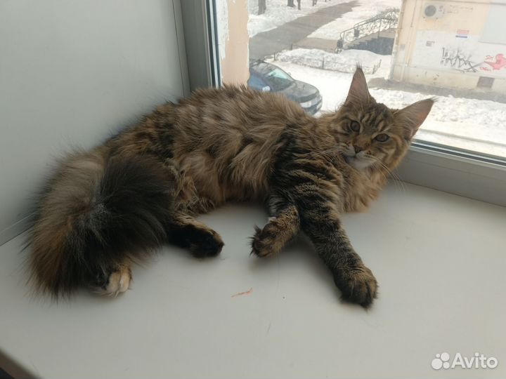 Ищу кота для вязки