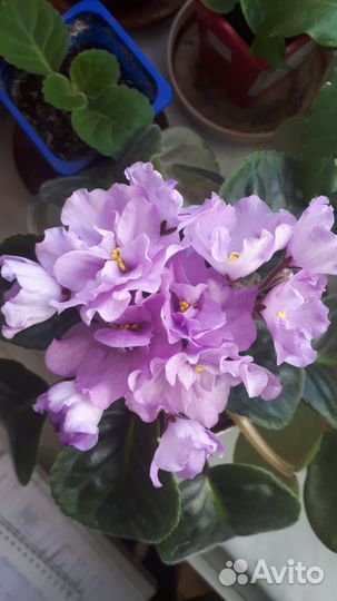 Фиалка сиреневая