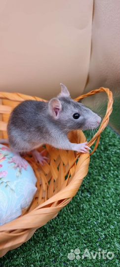 Крыса крысята дамбо девил хаски питомник