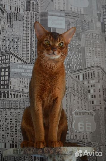 Котик на вязку