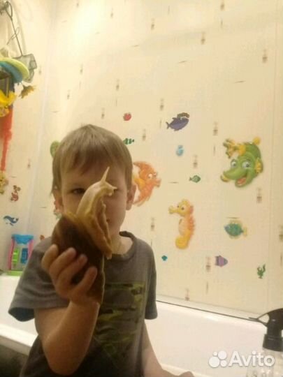 Улитки Ахатины