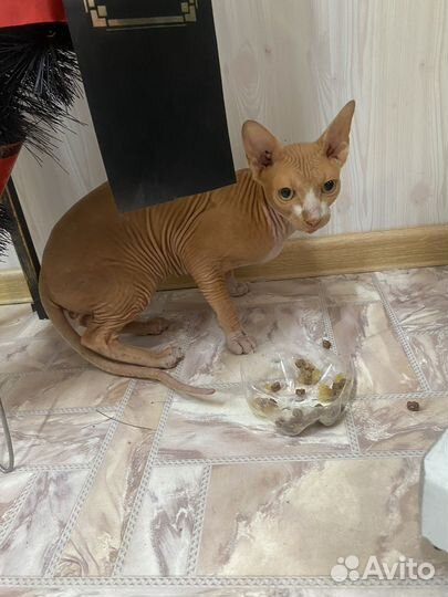 Донской сфинкс