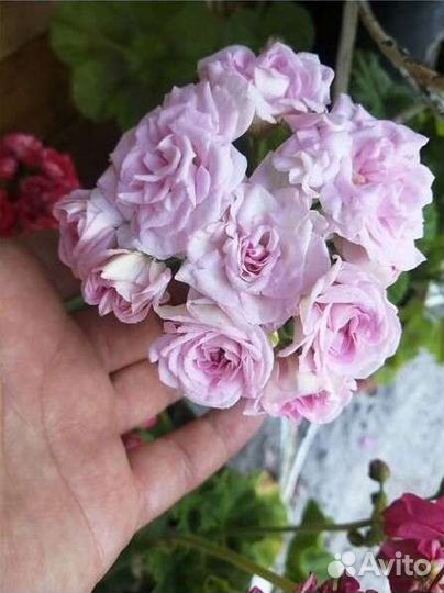 Пеларгония Rococo