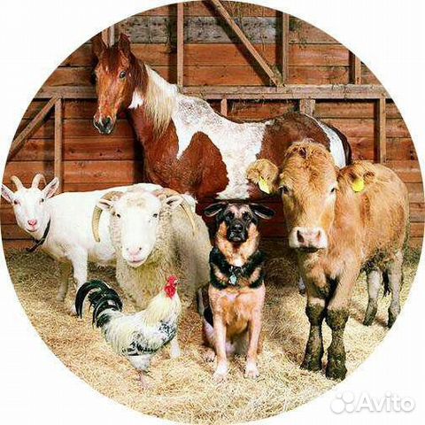 Комбикорма и Кормовые добавки для с/х животных