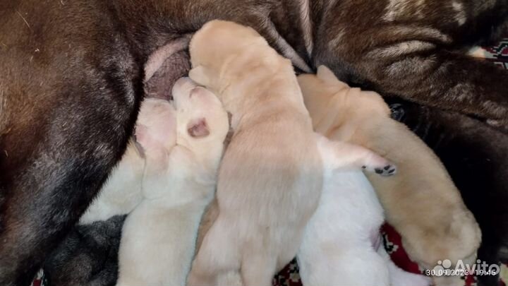 Щенки Шарпея