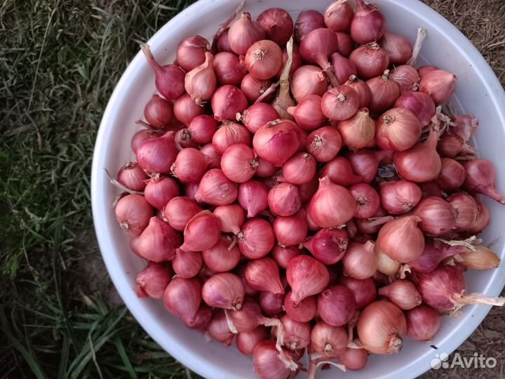 Лук Шалот семейный