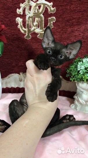 Девон-рекс черные мальчики