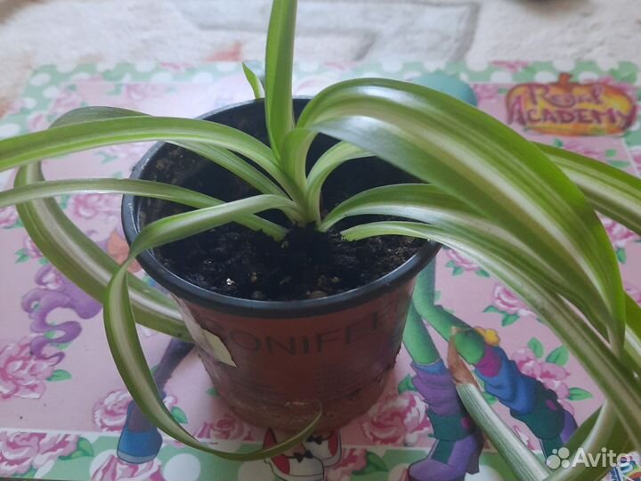 Хлорофитум