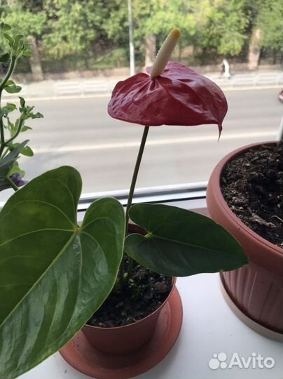 Комнатное растение Антуриум