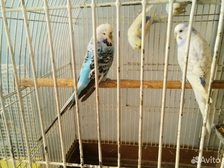 Птенцы волнистый попугай птенцы