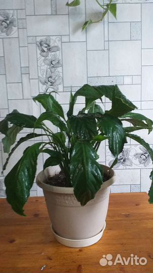 Спатифиллум