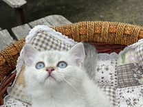 Продажа Британских кошек и котят