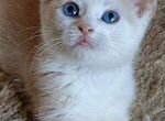 Манчкин кот цветной с голубыми глазами