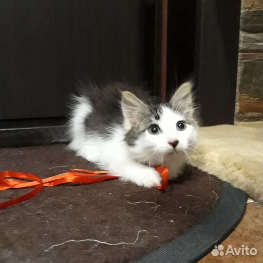Котенок в добрые руки