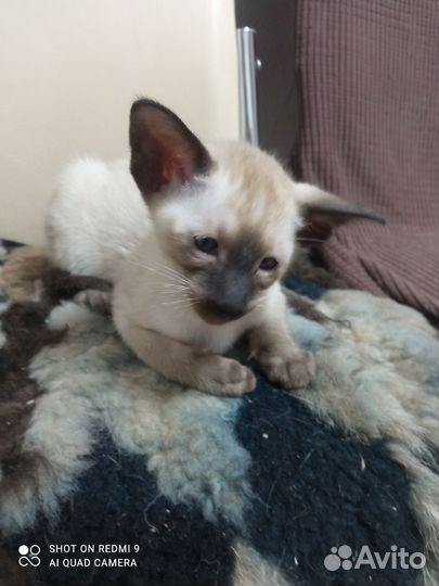 Ориентальные котята