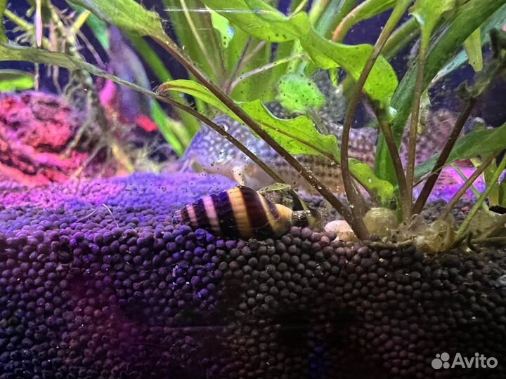 Улитка Хелена