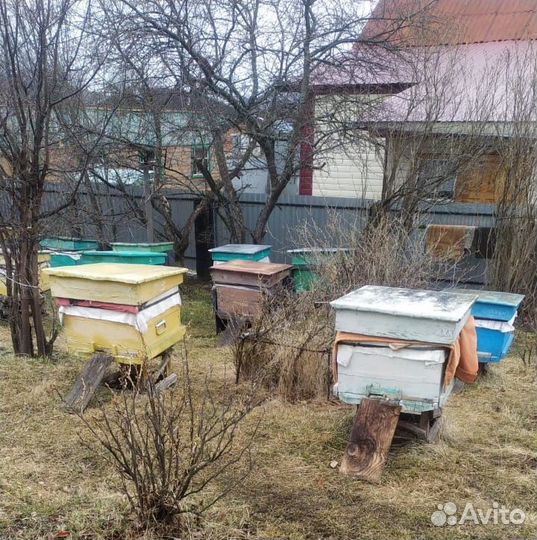 Продам пчелосемьи