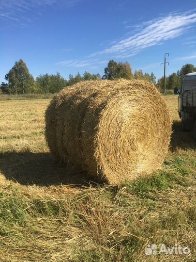 Солома в тюках пшеничная