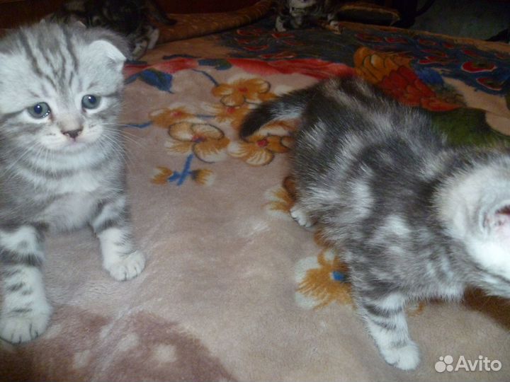 Вислоухий мраморнй шотландец