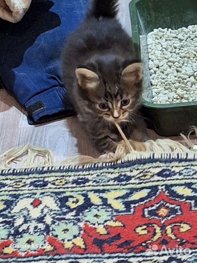 Простые котята