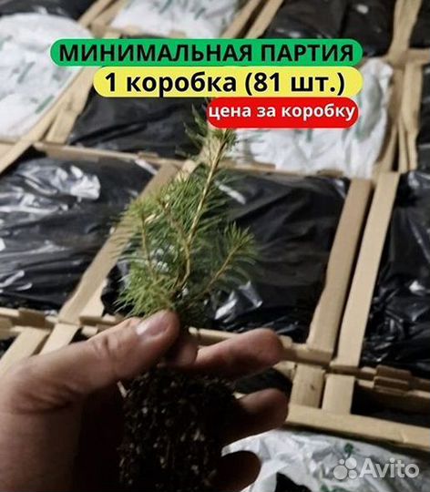 Саженцы сосны зкс от производителя