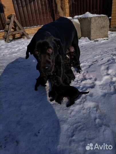 Щенки лабрадора