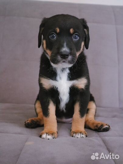 Лабрадор метис