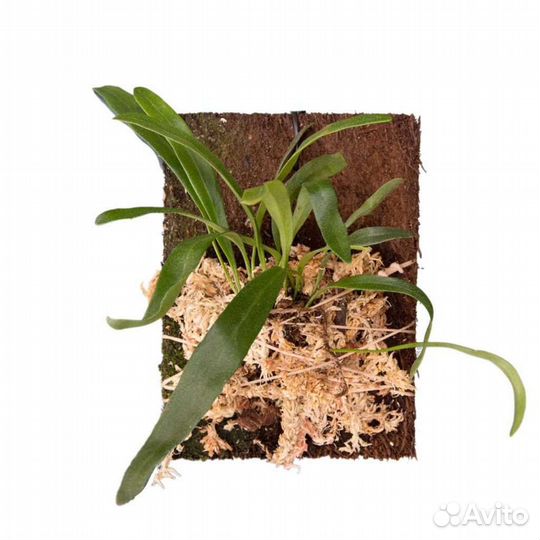 Pyrrosia - папоротник Пиррозия