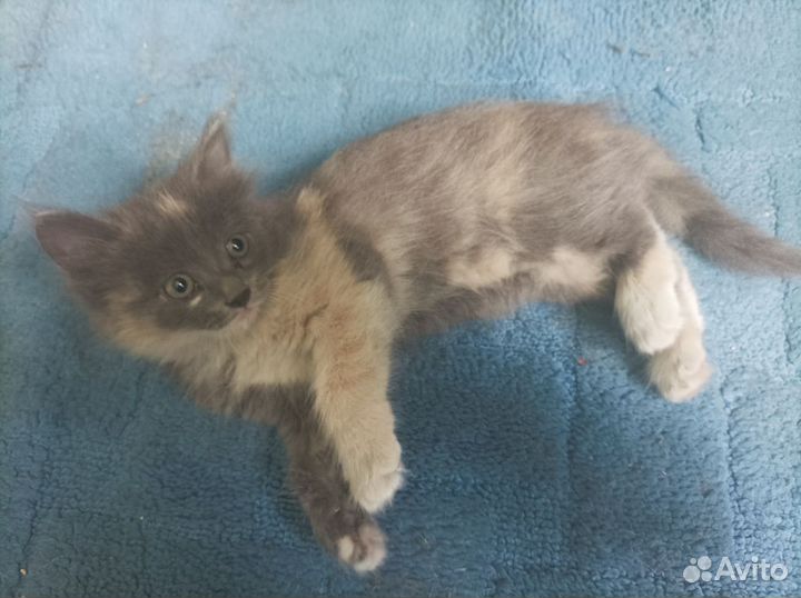 Отдам бесплатно котенка