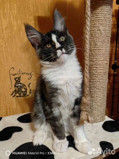 Котята мейн-кун