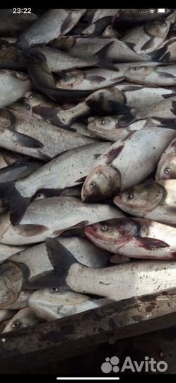 Толстолобик