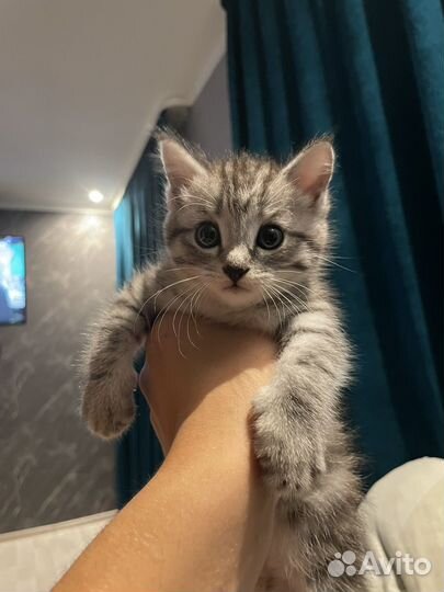 Кошка в дар