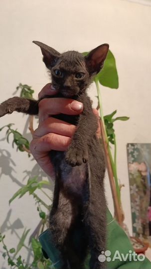 Продам котят