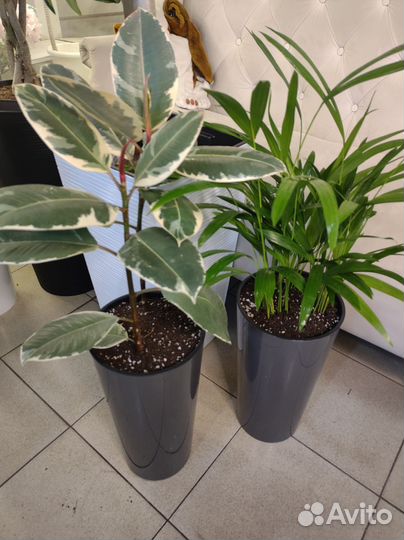 Пальма арека и фикус тинеке в кашпо