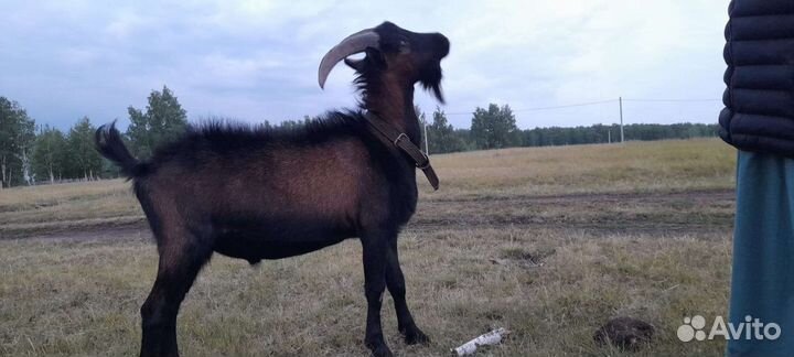 Козел