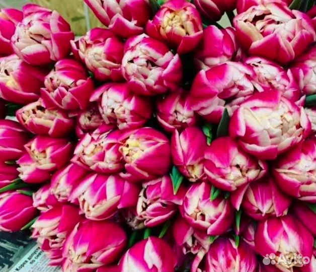 Тюльпаны к 8 марта