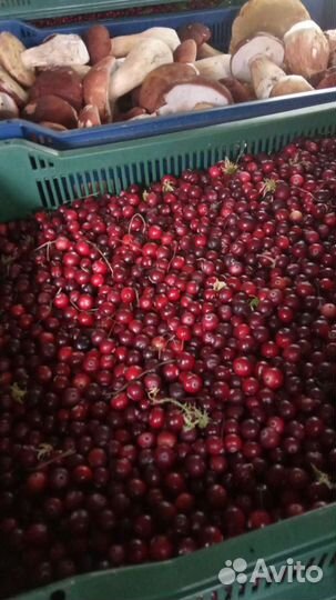 Клюква свежая спелая крупная чистая немороженная