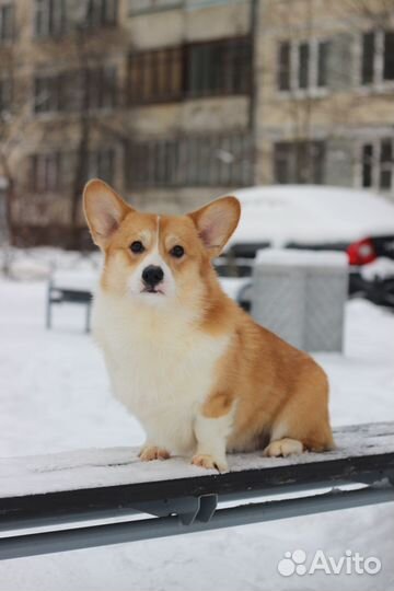 Кобель Вельш Корги Пемброк вязка